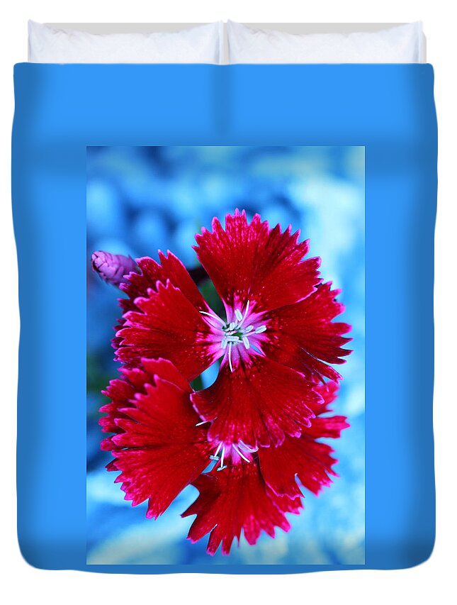 Dianthus Duvet Cover featuring the photograph Glowing Edges Dianthus by Tammy Pool