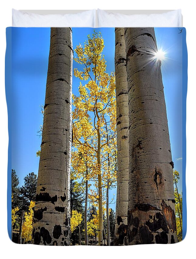 Aspens Duvet Cover featuring the photograph Glowing Grove by Michael Brungardt