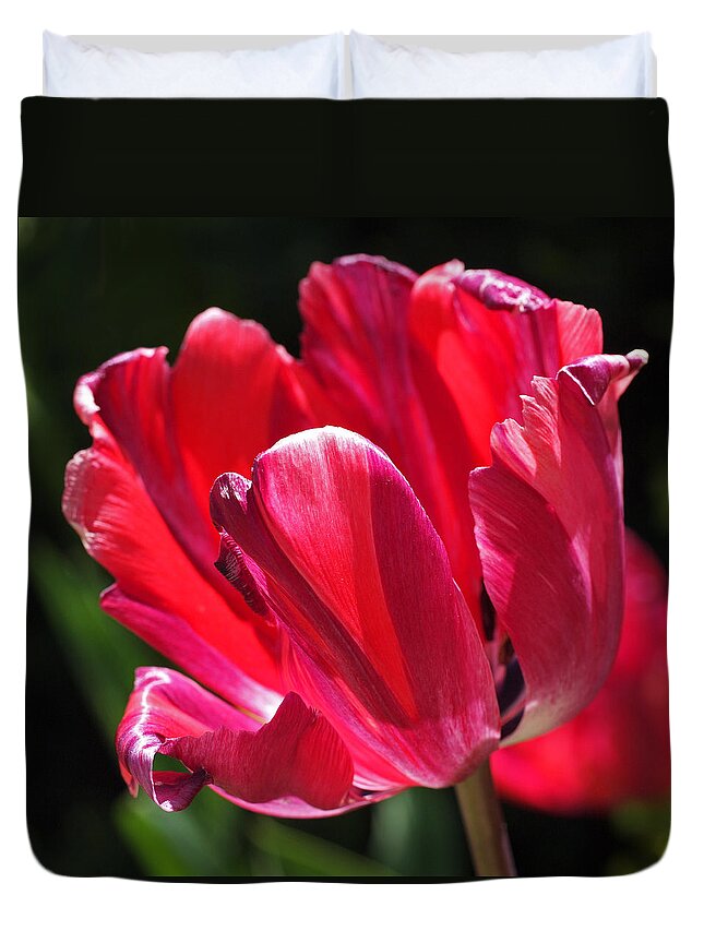 Tulip Duvet Cover featuring the photograph Glowing Red Tulip by Rona Black