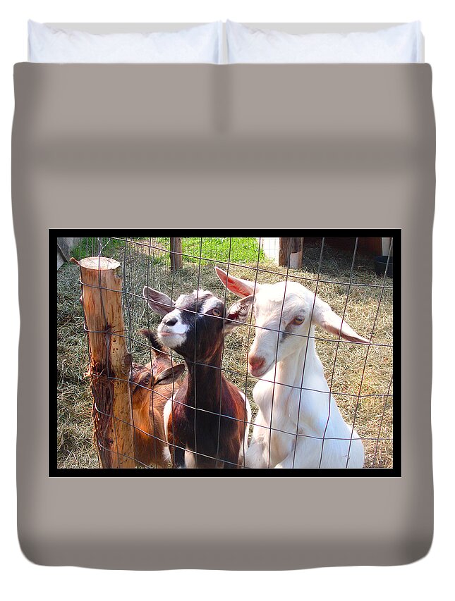 Young Goats Duvet Cover featuring the photograph Goats by Felipe Adan Lerma