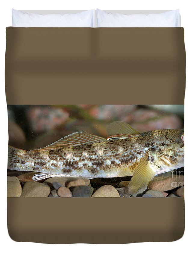 Fish Duvet Cover featuring the photograph Goby Fish by Ted Kinsman