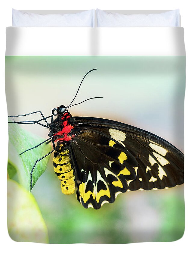 Troides Rhadamantus Duvet Cover featuring the photograph Golden Birdwing Butterfly - Troides Rhadamantus by Cristina Stefan