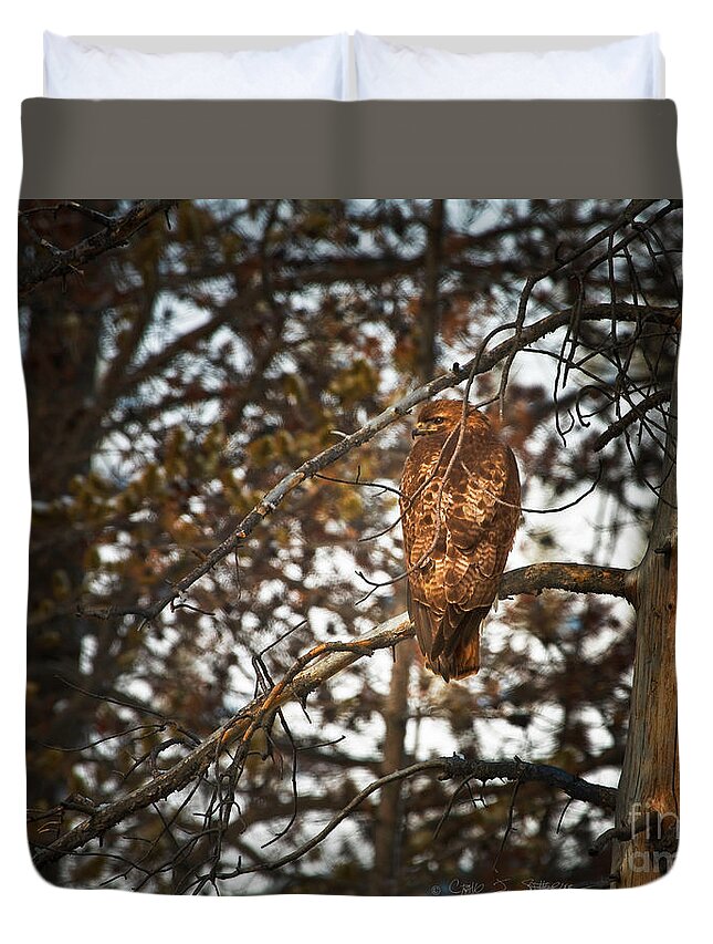 Landscape Duvet Cover featuring the photograph Golden Hawk by Craig J Satterlee