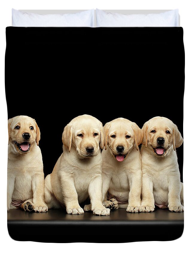 Puppy Duvet Cover featuring the photograph Golden Labrador Retriever puppies isolated on black background by Sergey Taran