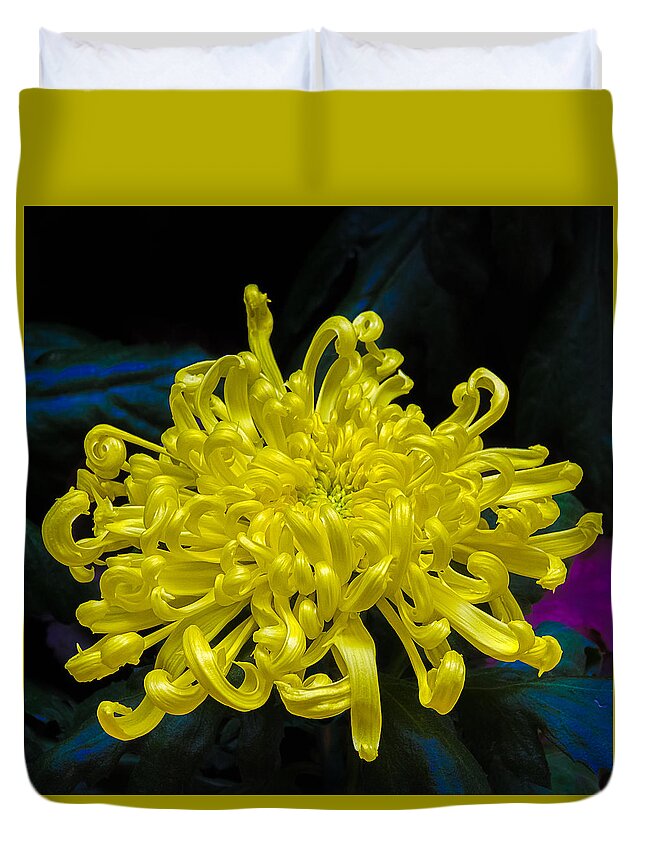 Chrysanthemum Duvet Cover featuring the photograph Golden Rain Spider Mum by Julie Palencia
