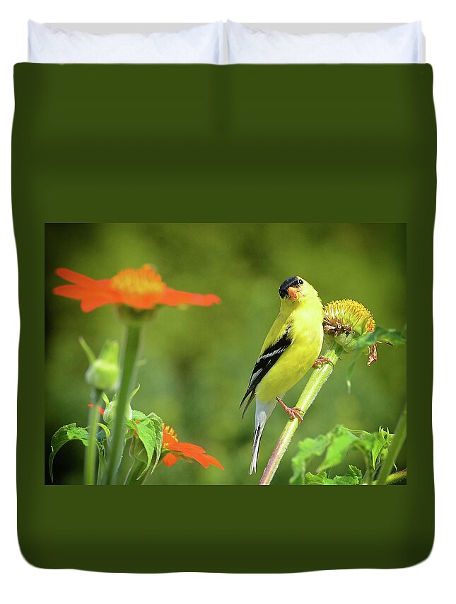 Goldfinch Duvet Cover featuring the photograph Goldfinch Feeding in a Garden by Rodney Campbell