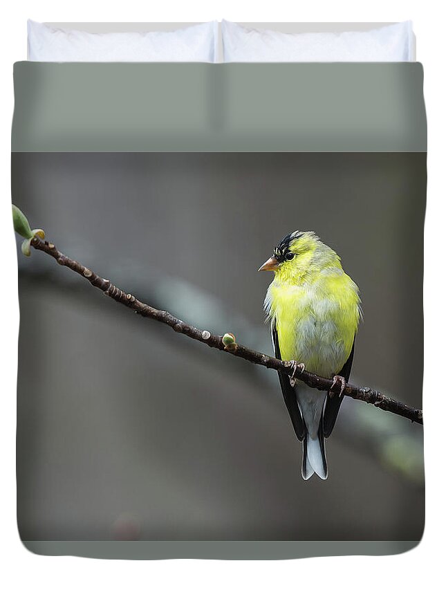 Birds Duvet Cover featuring the photograph Goldfinch with Spring Buds by John Haldane