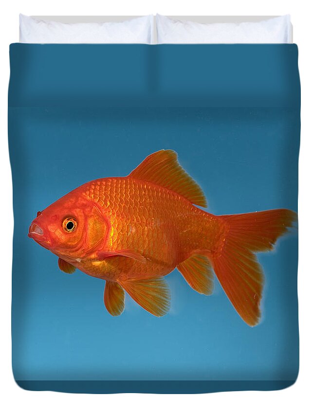 Mp Duvet Cover featuring the photograph Goldfish Carassius Auratus In Aquarium by Konrad Wothe