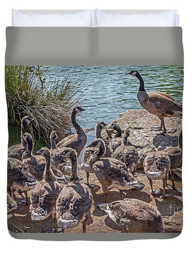 Canada Geese Duvet Cover featuring the photograph Goose Family Gathering by Kate Brown