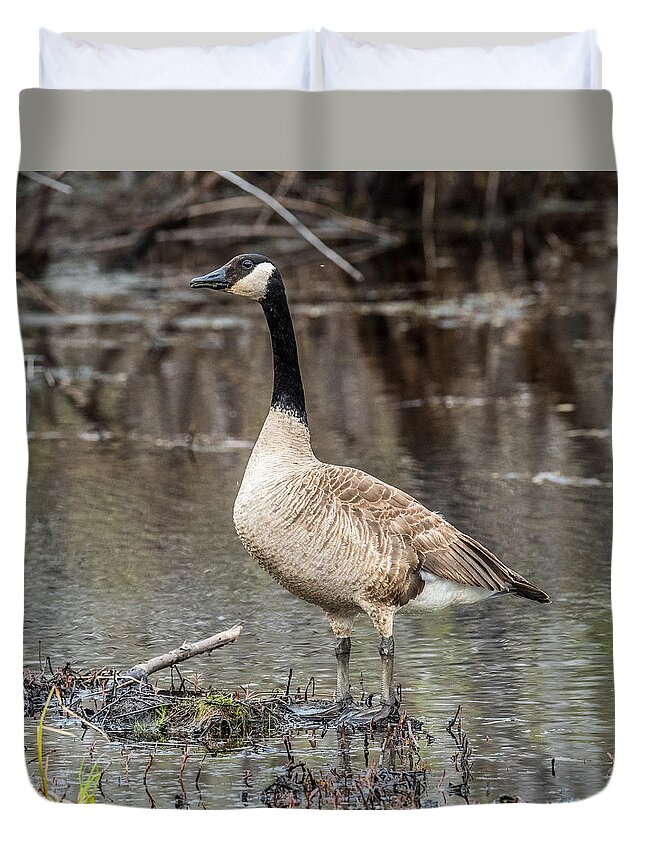Two Geese Duvet Cover featuring the photograph Goose Posing by Paul Freidlund