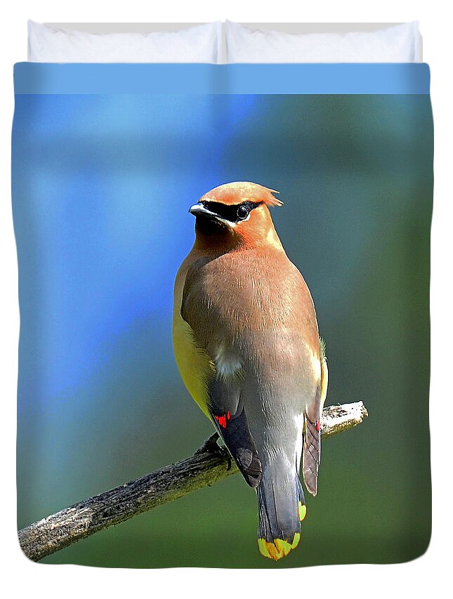 Waxwing Duvet Cover featuring the photograph Gorgeous Cedar Waxwing by Rodney Campbell