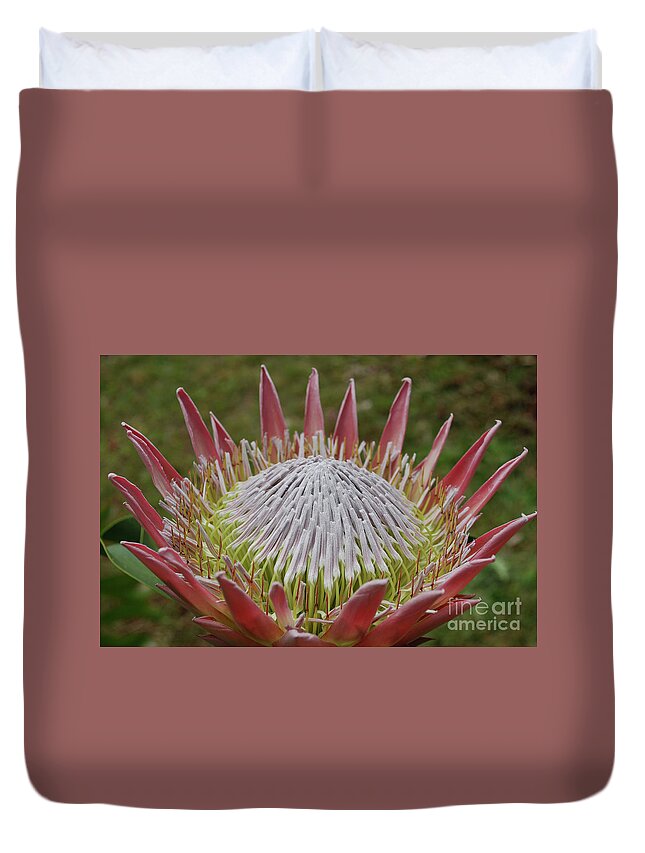 Protea Duvet Cover featuring the photograph Gorgeous Pink Spikey Protea Flower Blossoms in a Garden by DejaVu Designs