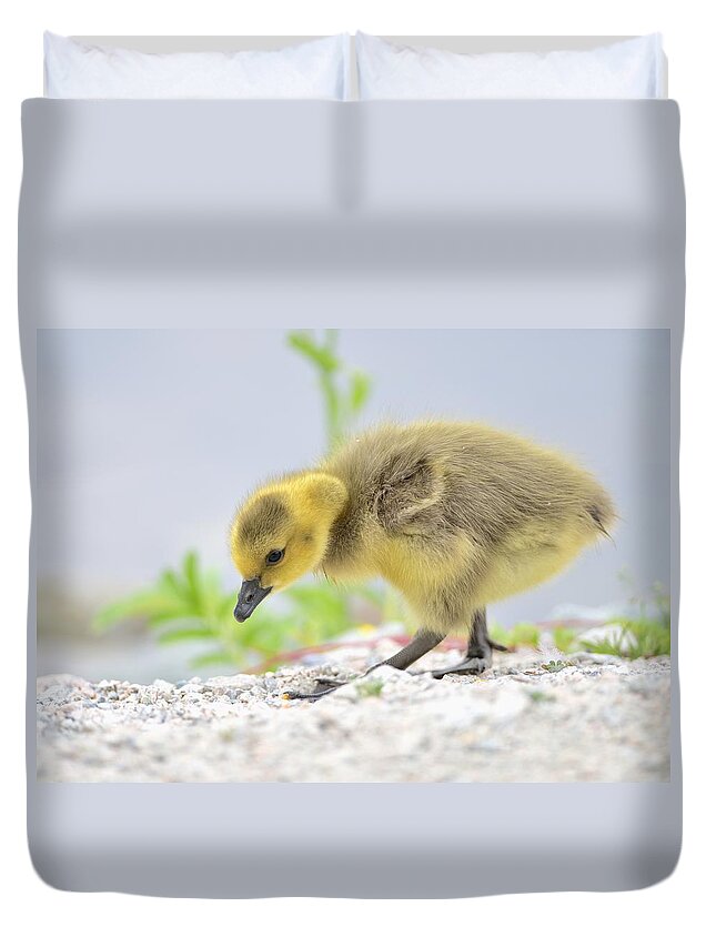 Gosling Duvet Cover featuring the photograph Gosling by Kathy King