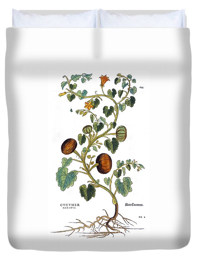 1730s Duvet Cover featuring the photograph Gourd, 1735 by Granger