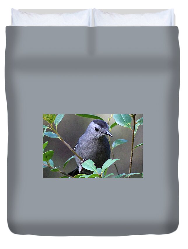 Bird Duvet Cover featuring the photograph Gray Catbird by DB Hayes
