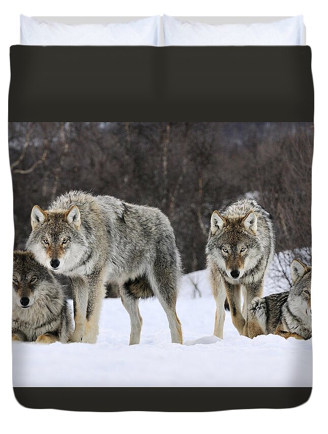 00436589 Duvet Cover featuring the photograph Gray Wolves Norway by Jasper Doest
