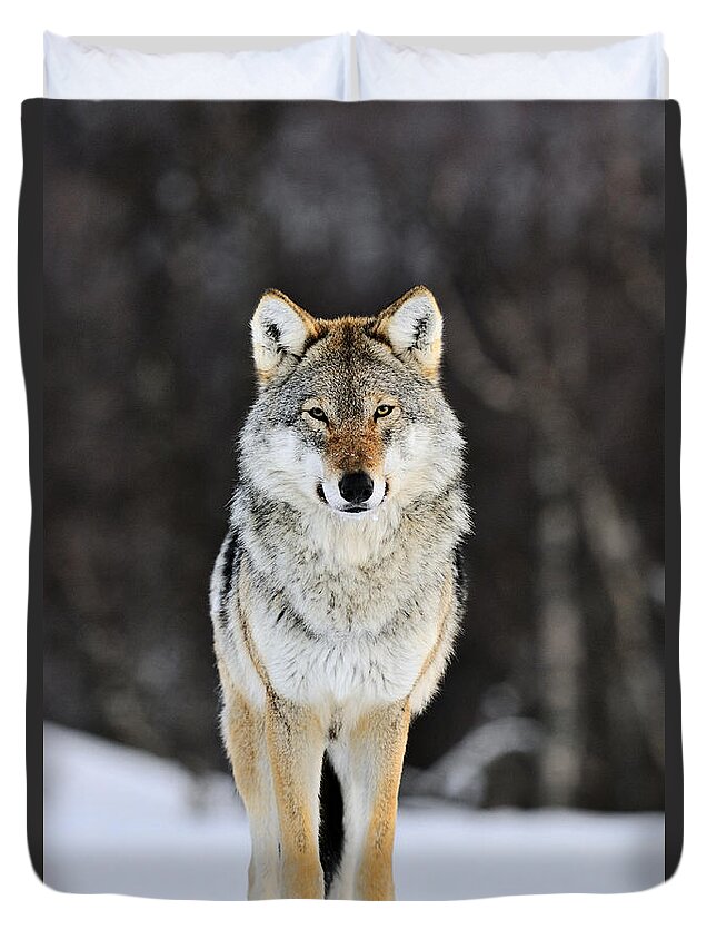 Mp Duvet Cover featuring the photograph Gray Wolf in the Snow by Jasper Doest