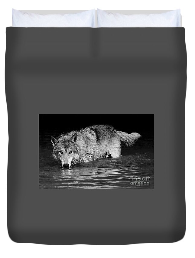 Gray Wolf Duvet Cover featuring the photograph Gray Wolf Watches #2 by Art Cole