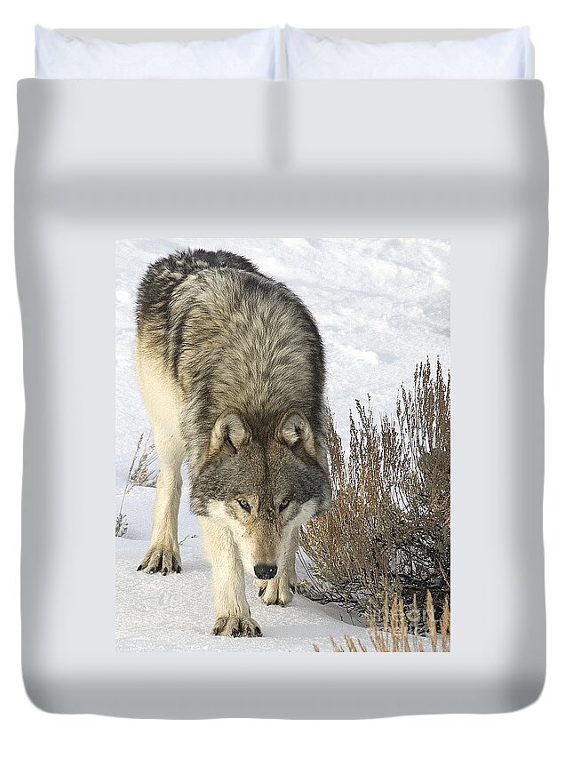 Wolf Duvet Cover featuring the photograph Gray Wolf by Gary Beeler
