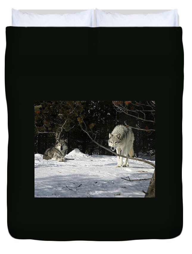 Gray Wolf Duvet Cover featuring the photograph Gray Wolves by Anthony Jones