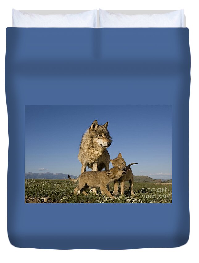 Gray Wolf Duvet Cover featuring the photograph Gray Wolves Playing by Jean-Louis Klein & Marie-Luce Hubert