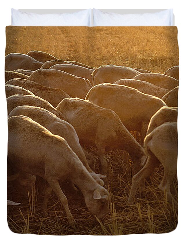 Photography; Sheep Duvet Cover featuring the photograph Grazing In A Field Of Gold by Marc Nader