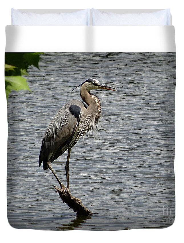 3 Star Duvet Cover featuring the photograph Great Blue Heron at Wash. Crossing Park-003 by Christopher Plummer