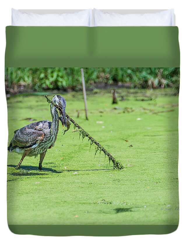 Great Blue Heron Duvet Cover featuring the photograph Great Blue Heron Mouthful by Ed Peterson
