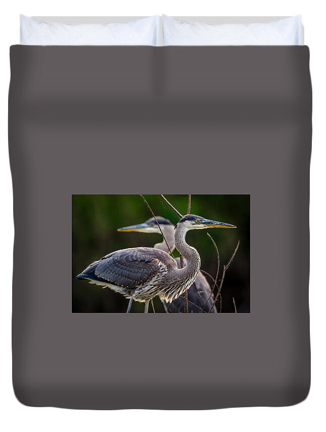 Animal Duvet Cover featuring the photograph Great Blue Siblings by Jeff Phillippi