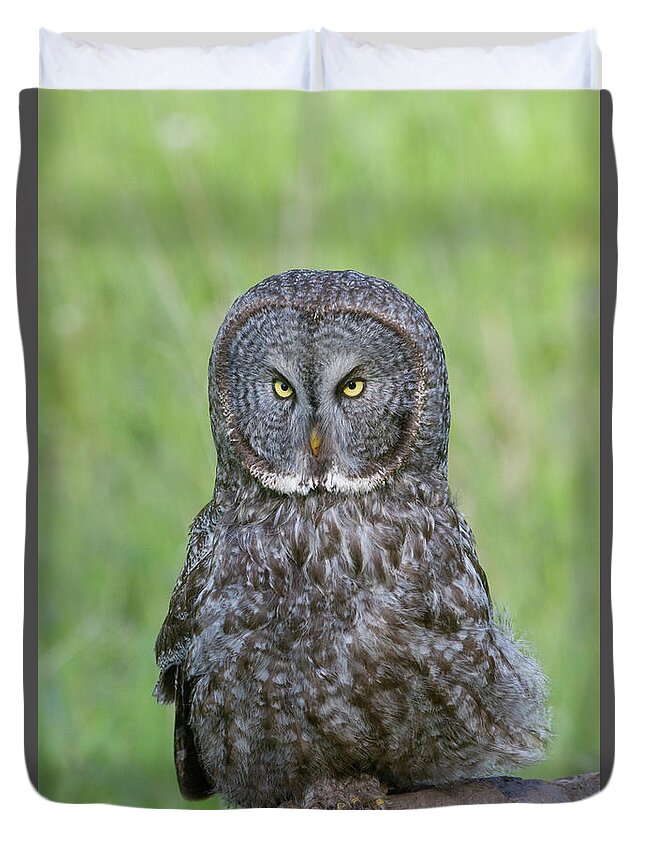 Wild Duvet Cover featuring the photograph Great Gray Intensity by Mark Miller