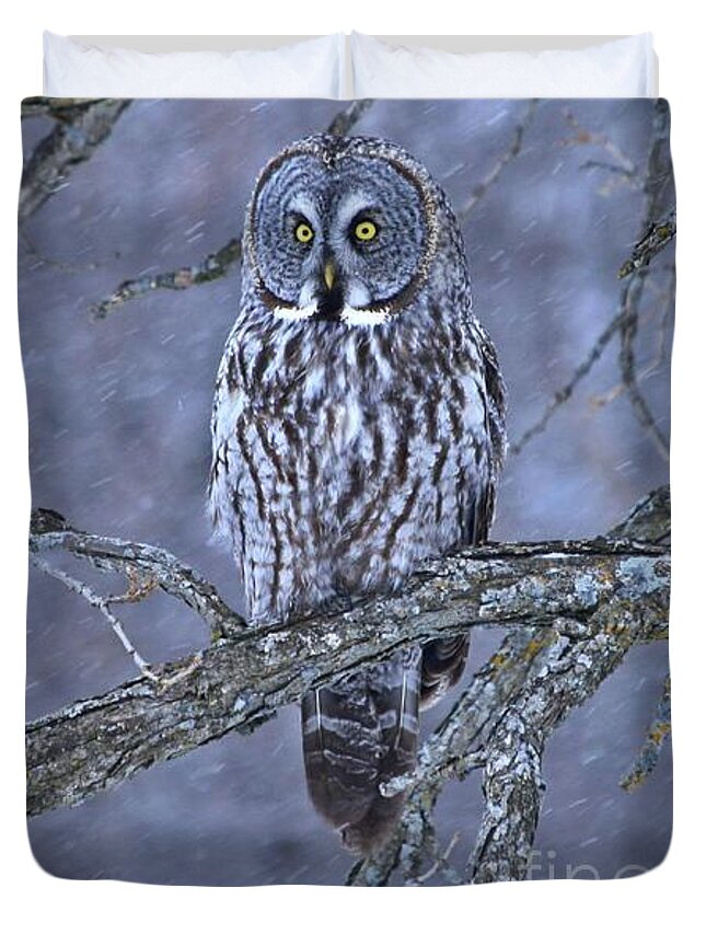 Owls Duvet Cover featuring the photograph Great Gray Winter Wonderland by Heather King
