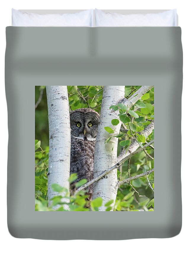 Sam Amato Photography Duvet Cover featuring the photograph Great Grey Owl Peeking by Sam Amato