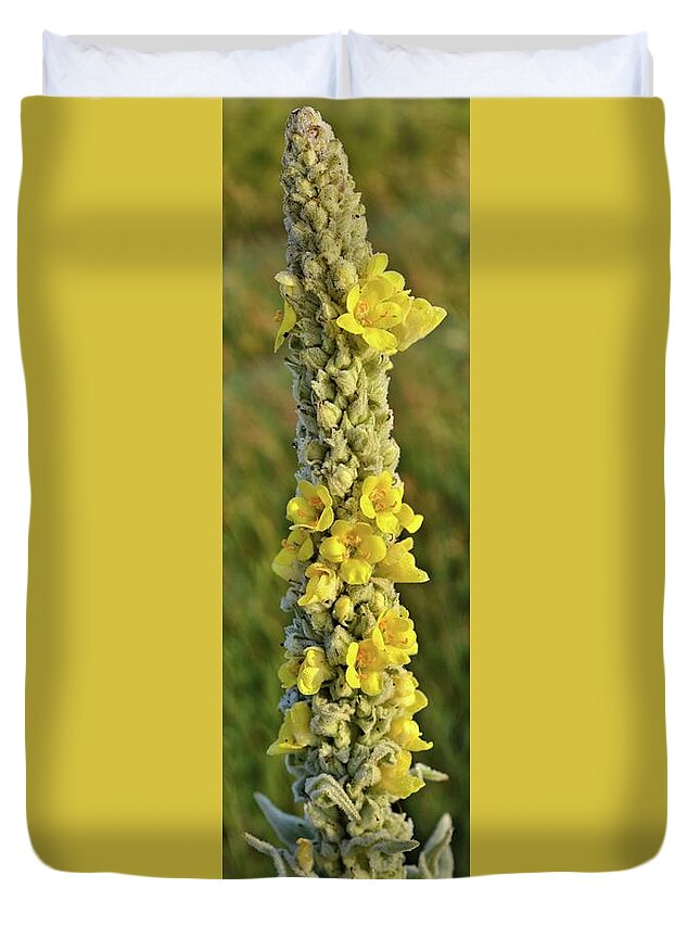 Great Mullein Duvet Cover featuring the photograph Great Mullein by Bonfire Photography