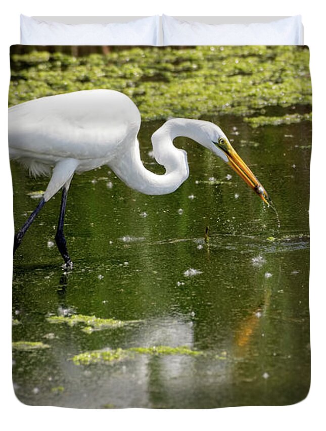Great White Egret Duvet Cover featuring the photograph Great White Egret Feeding by Sam Rino
