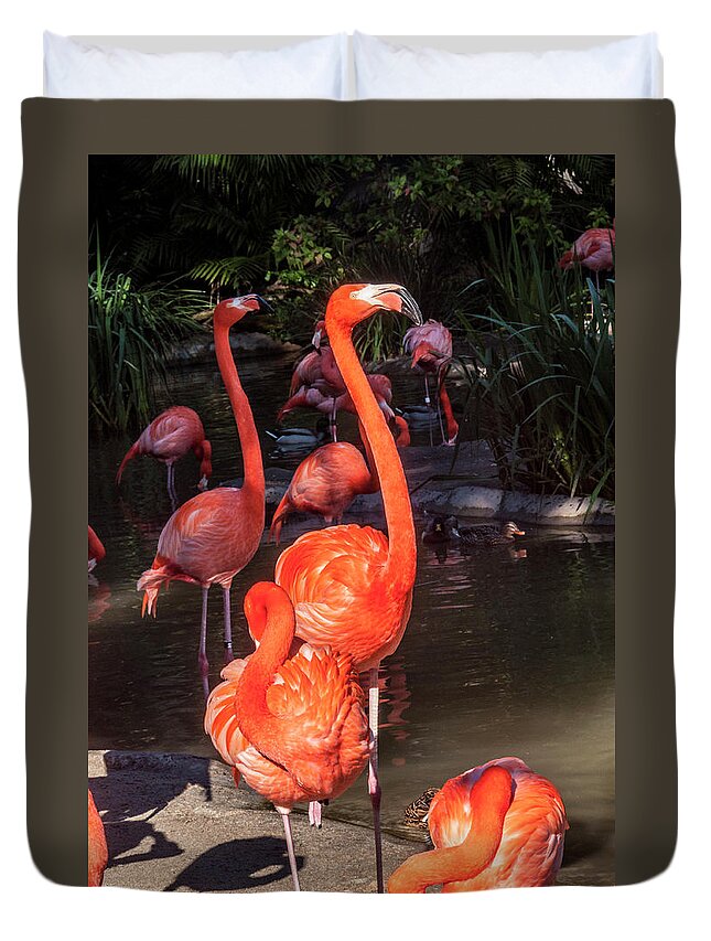Greater Flamingo Duvet Cover featuring the photograph Greater Flamingo by Daniel Hebard