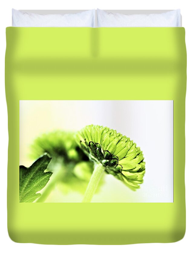 Chrysanthemum Duvet Cover featuring the photograph Green Button Chrysanthemum by Tracey Lee Cassin