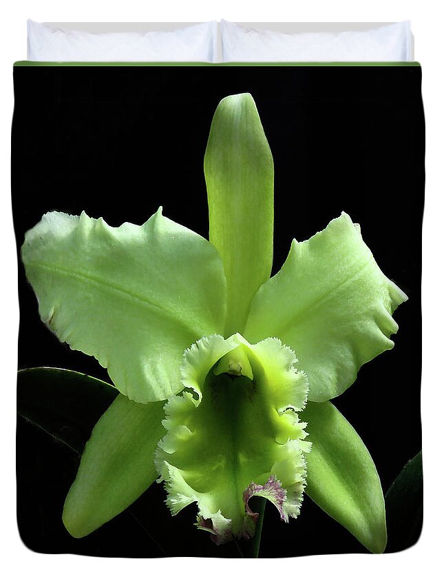 Orchid Duvet Cover featuring the photograph Green Cattleya by Rosalie Scanlon