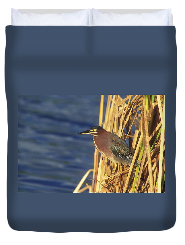 Wildlife Duvet Cover featuring the photograph Green Heron by John Burk