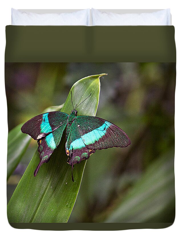 Insect Duvet Cover featuring the photograph Green Moss Peacock Butterfly by Peter J Sucy