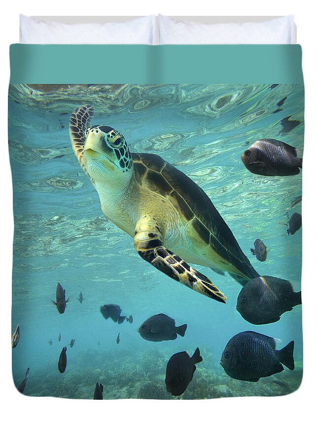 00451420 Duvet Cover featuring the photograph Green Sea Turtle Balicasag Island by Tim Fitzharris