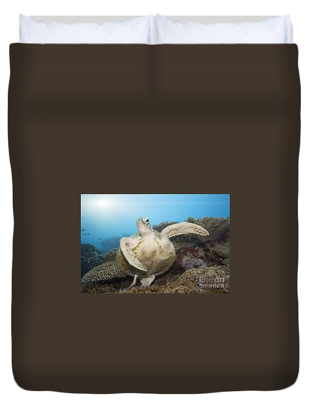 Turtle Duvet Cover featuring the photograph Green turtle underwater by MotHaiBaPhoto Prints