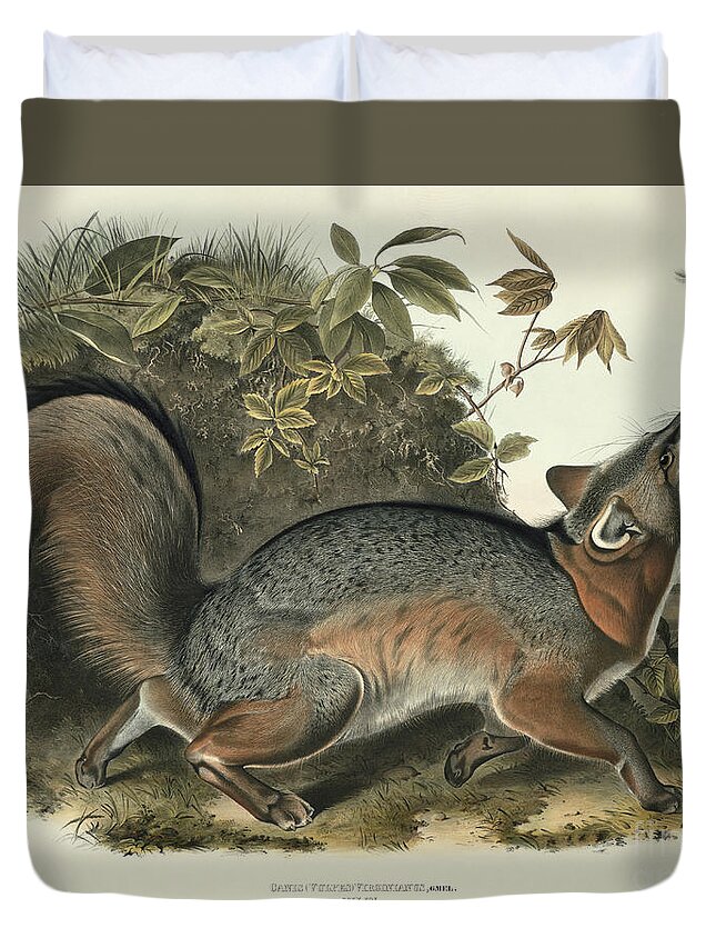 Grey Fox Duvet Cover featuring the painting Grey Fox by John James Audubon