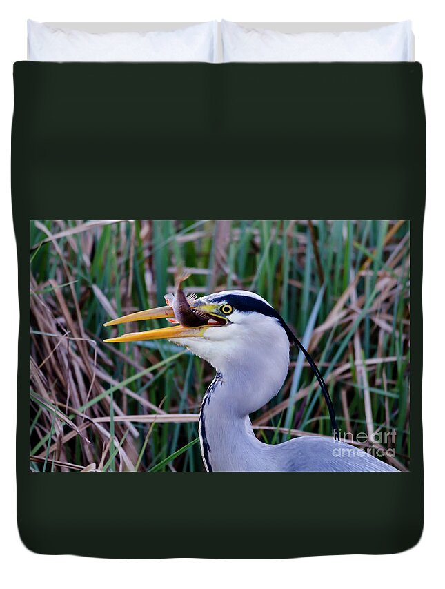 Heron Duvet Cover featuring the photograph Grey Heron with fish by Steev Stamford