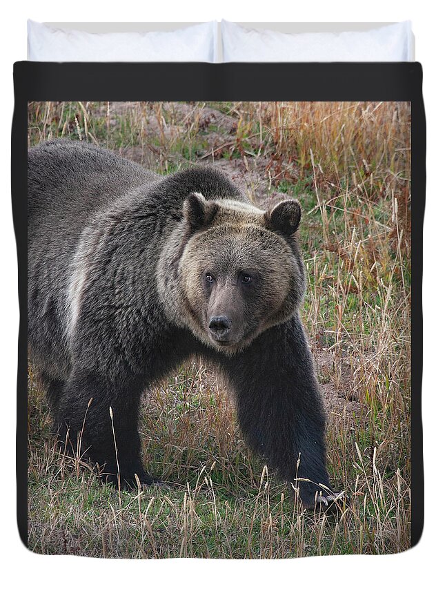 Mark Miller Photos. Grizzly Duvet Cover featuring the photograph Grizzly Bear in Fall by Mark Miller