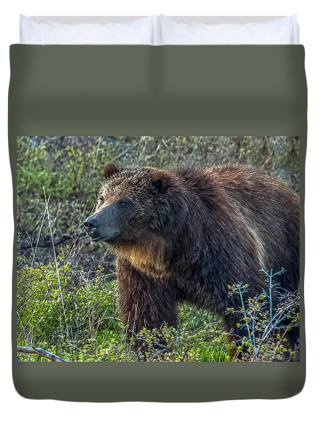 Lake Overlook Duvet Cover featuring the photograph Grizzly Boar At Lake Overtake by Yeates Photography