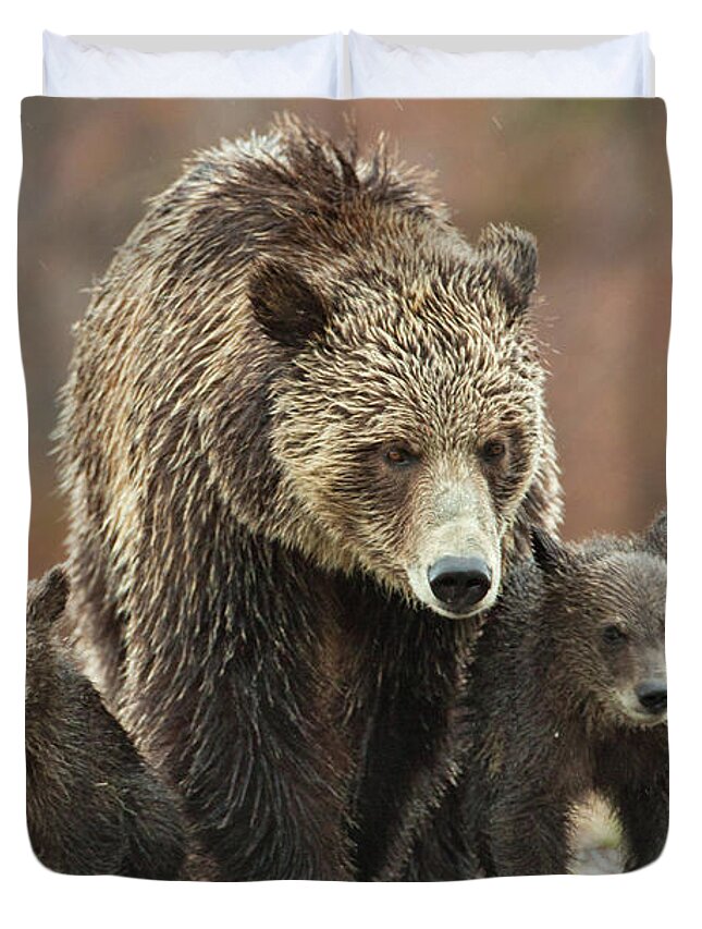 Grizzly Duvet Cover featuring the photograph Grizzly Family by Wesley Aston