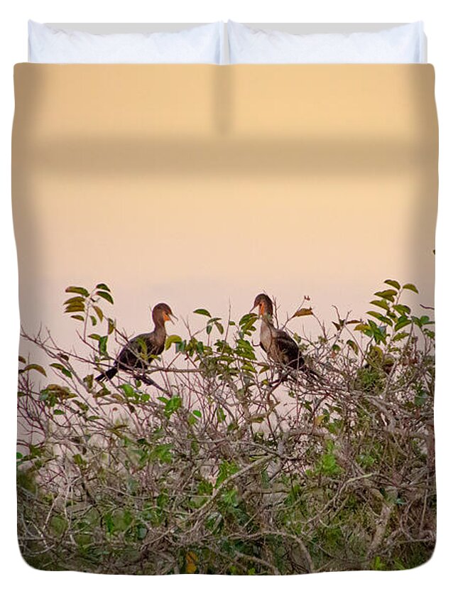 Animal Duvet Cover featuring the photograph Group of Cormorants in the Sunset by Amanda Mohler