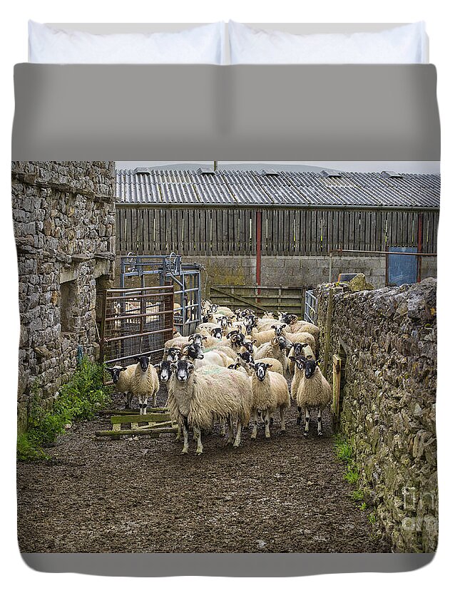 Sheep Duvet Cover featuring the photograph Yorkshire sheep on farm by Patricia Hofmeester