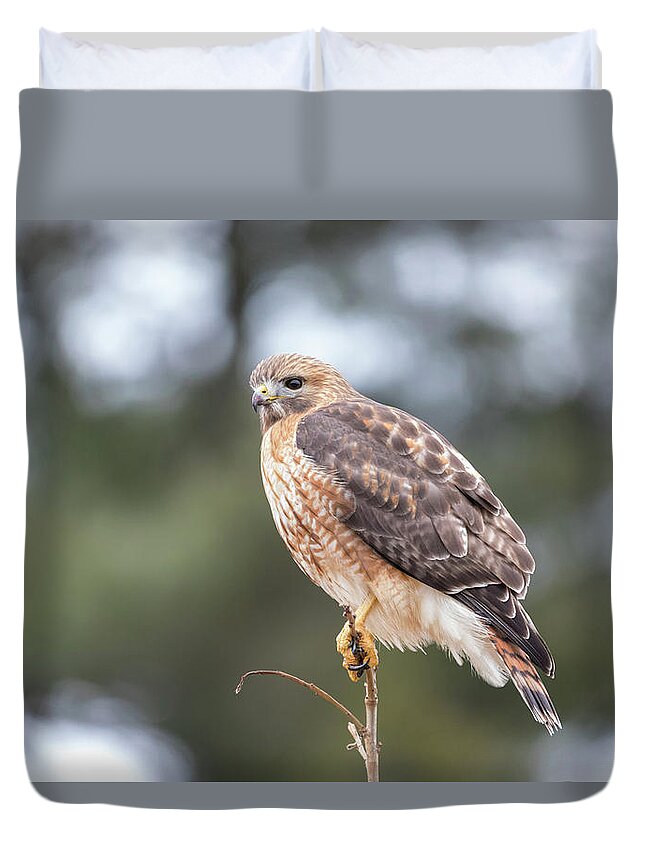Westboylston Ma Mass Massachusetts Brian Hale Brianhalephoto Newengland New England Eyelide Portrait Closeup Close Up Redtail Red-tail Red-shoulder Redshouldered Shouldered Red Tail Shoulder Hybrid Hawk Rare Portrait Duvet Cover featuring the photograph Hal the Hybrid Portrait 3 by Brian Hale