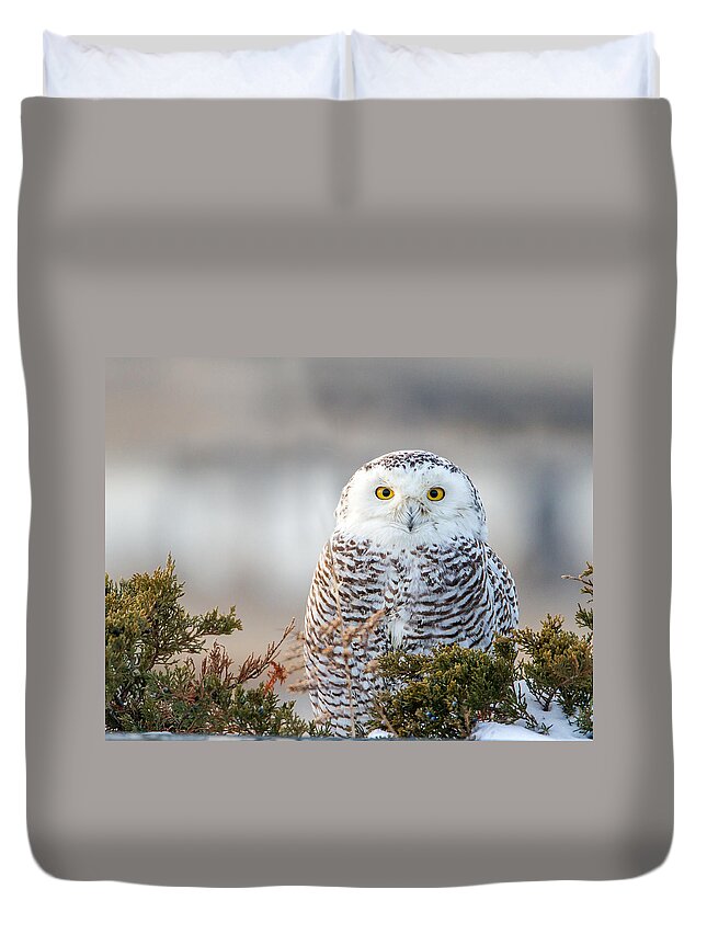 Owl Duvet Cover featuring the photograph Hampton Beach NH Snowy Owl by John Vose